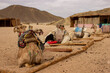 Bedouin village in the desert with camels