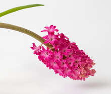 Pink Hyacinth Isolated On A White Background