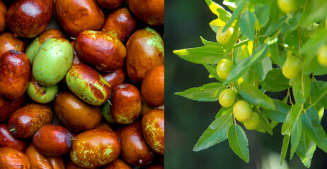 Ripe jujube and green berries on branches (jujube real, Chinese date, capiinit, jojoba, lat. In the process jujuba). Heart protection.