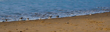Vendée, France; January 25, 2021: A Group Of Sanderlings (Calidris Alba) Turns And Collared On A Beach In Bretignolles Sur Mer.


