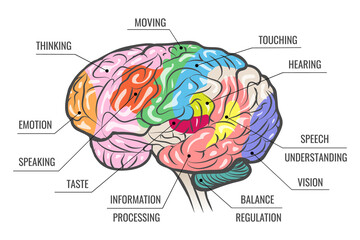 human brain function map
