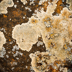 Wall Mural - Dry moss on a brown stone close-up - a natural background with a beautiful contrasting texture