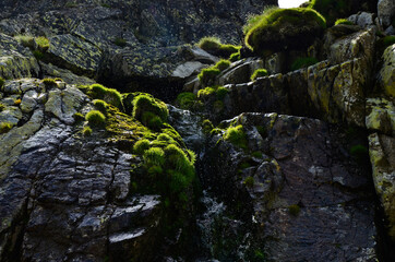 moss on stone