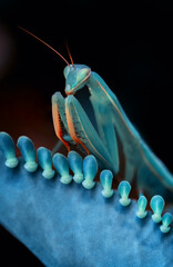 Close up of pair of Beautiful European mantis ( Mantis religiosa )