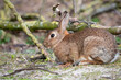 Wild Rabbit eating new tree shoots at Rottumerplaat the Netherlands
