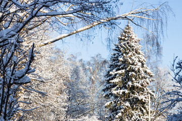 Poster - large snow-covered spruce tree in snowy city park on cold sunny winter day