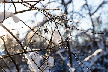 Poster - frozen twigs of tree closeup illuminated by setting sun in cold winter evening