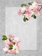 Beautiful blooming magnolia flower border background.