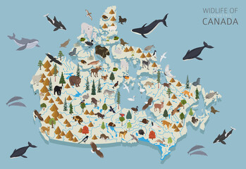 Wall Mural - Isometric 3d design of Canada wildlife. Animals, birds and plants constructor elements isolated on white set. Build your own geography infographics collection.