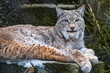 The lynx lies on a rock and looks ahead