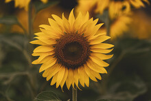 Sunflowers Blossom Close Up. Vintage Filter
