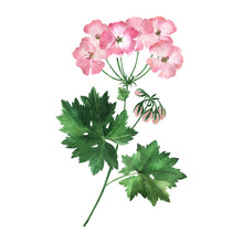 Watercolor Illustration With Inflorescences, Flowers, Buds And Leaves Of The Geranium Plant
