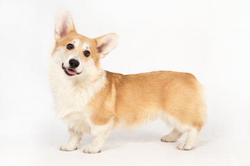 Portrait of Welsh Corgi on a white background.