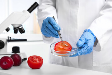 Wall Mural - scientist holding petri dish with slice of tomato in laboratory, closeup. poison detection