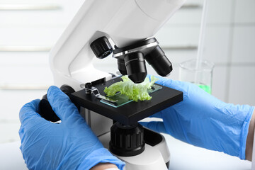 Wall Mural - scientist inspecting lettuce with microscope in laboratory, closeup. poison detection