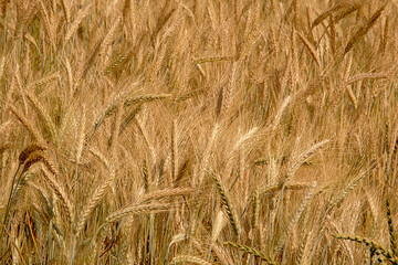 Sunny golden wheat spikes in a field background, full frame - triticum
