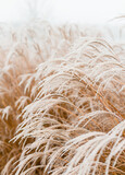 Fototapeta Boho - Abstract natural background of soft plants Cortaderia selloana. Frosted pampas grass on a blurry bokeh, Dry reeds boho style. Patterns on the first ice. Fluffy stems of tall grass under snow in winter