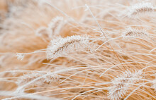 Abstract Natural Background Of Soft Plants Cortaderia Selloana. Frosted Pampas Grass On A Blurry Bokeh, Dry Reeds Boho Style. Patterns On The First Ice. Earth Watching