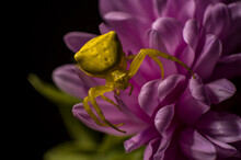A Yellow Crab Spider Blend Into A Colorful Purple Daisy Flower Aster
