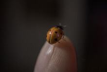 A Tiny Colorful Lady Beetle On A Finger, Extreme Macro, Coccinellid