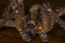 Extreme Macro On A Scary Barn Funnel Weaver House Spider Close Up