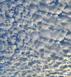 Natural background - white fluffy stratocumulus clouds on blue sky. Texture of unusual cloudy sky in sunny day. Clouds with sunlight illuminated. Meteorology concept