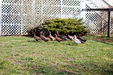 Flock Of Ducks In A Yard