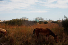 Two Wild Horses Crazing In The Dunes Of The Outer Banks NC