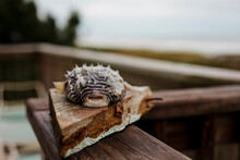 Dead Pufferfish Laying On A Piece Of Wood