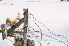 Fallen Wire Fence In A Snowy Landscape With Some Sheep In The Background