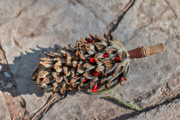 Сone with magnolia seeds on the ground