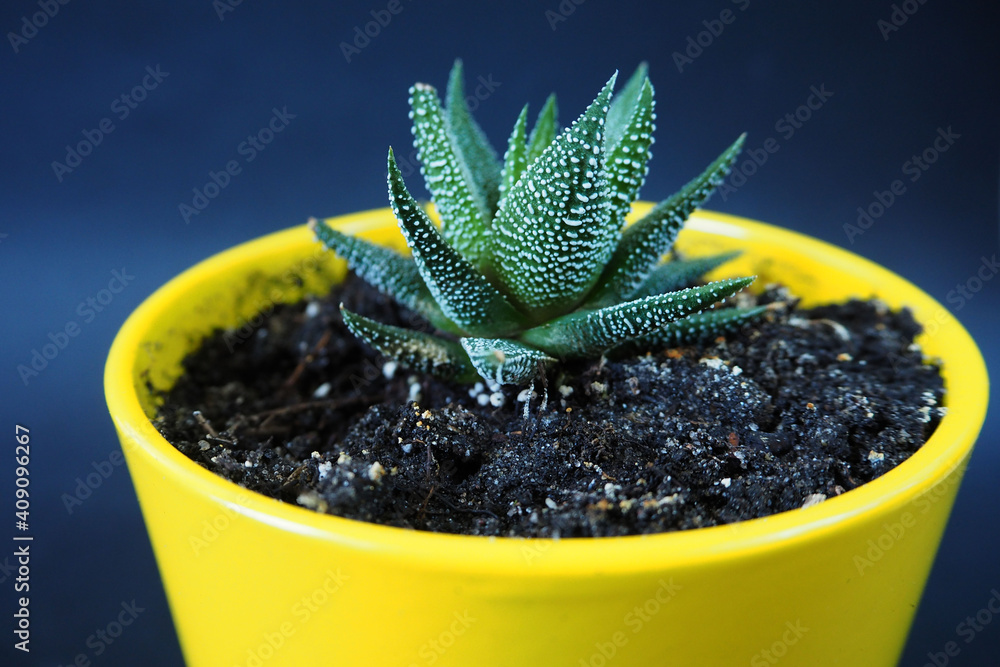 aloe spinosa . aloe haworthioides in the yellow clay pot side view on black  background Stock Photo | Adobe Stock