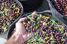 Farmer Hand Holding A Handful Of Fresh Harvested Olives.