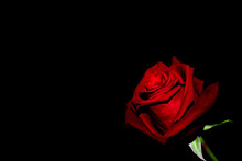 Closeup Shot Of A Bright Red Rose On A Black Background