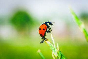 Ladybug isolated on green leaf. Nature background.