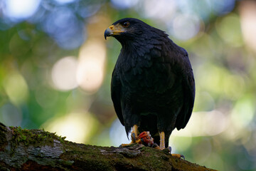 Wall Mural - Common Black Hawk - Buteogallus anthracinus  a big dark bird of prey in the family Accipitridae, formerly Cuban black-hawk (Buteogallus gundlachii) as a subspecies, sitting on the tree, flying