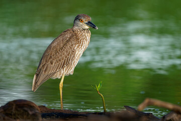 Wall Mural - Yellow-crowned Night-Heron - Nyctanassa violacea is bird night herons found in the Americas, known as the Bihoreau Violace in French and Pedrete Corona Clara in Spanish, water and green background