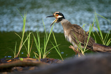 Wall Mural - Yellow-crowned Night-Heron - Nyctanassa violacea is bird night herons found in the Americas, known as the Bihoreau Violace in French and Pedrete Corona Clara in Spanish, water and green background