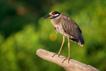 Wall Mural - Yellow-crowned Night-Heron - Nyctanassa violacea is bird night herons found in the Americas, known as the Bihoreau Violace in French and Pedrete Corona Clara in Spanish, water and green background