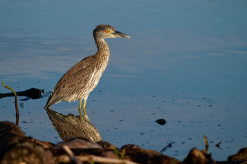 Wall Mural - Yellow-crowned Night-Heron - Nyctanassa violacea is bird night herons found in the Americas, known as the Bihoreau Violace in French and Pedrete Corona Clara in Spanish, water and green background