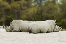 Two Rhinos Lying