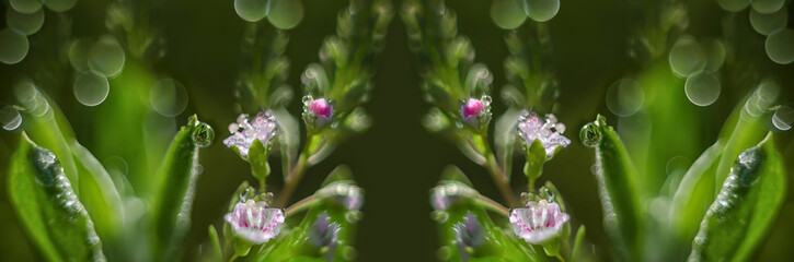 Morning dew on tiny pink flowers. Widescreen green defocused background from macro images