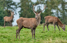 A Group Of Three Red Deer The Main One Is A Young Male Stag. The Other Two Are Out Of Focus And In The Background. The Main Subject Is Standing And Looking Alert