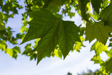 maple plane