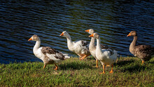 A Gaggle Of Geese On The Banks Of A Pond