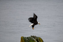 A Mature Adult American Bald Eagle Pitches On A Rock.  The Eagle's Wings Are Up And Expanded As It Gets Ready To Land.  The Eagle's Beak And Talons Are Down Preparing To Catch A Fish Or Land On A Rock