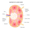 Lymph node anatomy