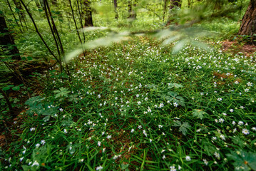 blooming wild green stellaria holostea in the forest in spring