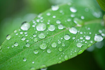  Green leaves and drops of water are used for natural background.