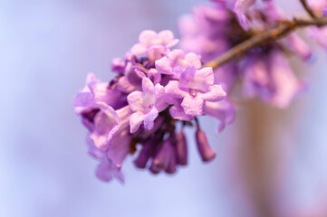 Wall Mural - Beautiful Jacaranda obtusifolia flowers,Purple flowers are blooming beautifully in summer as a background.